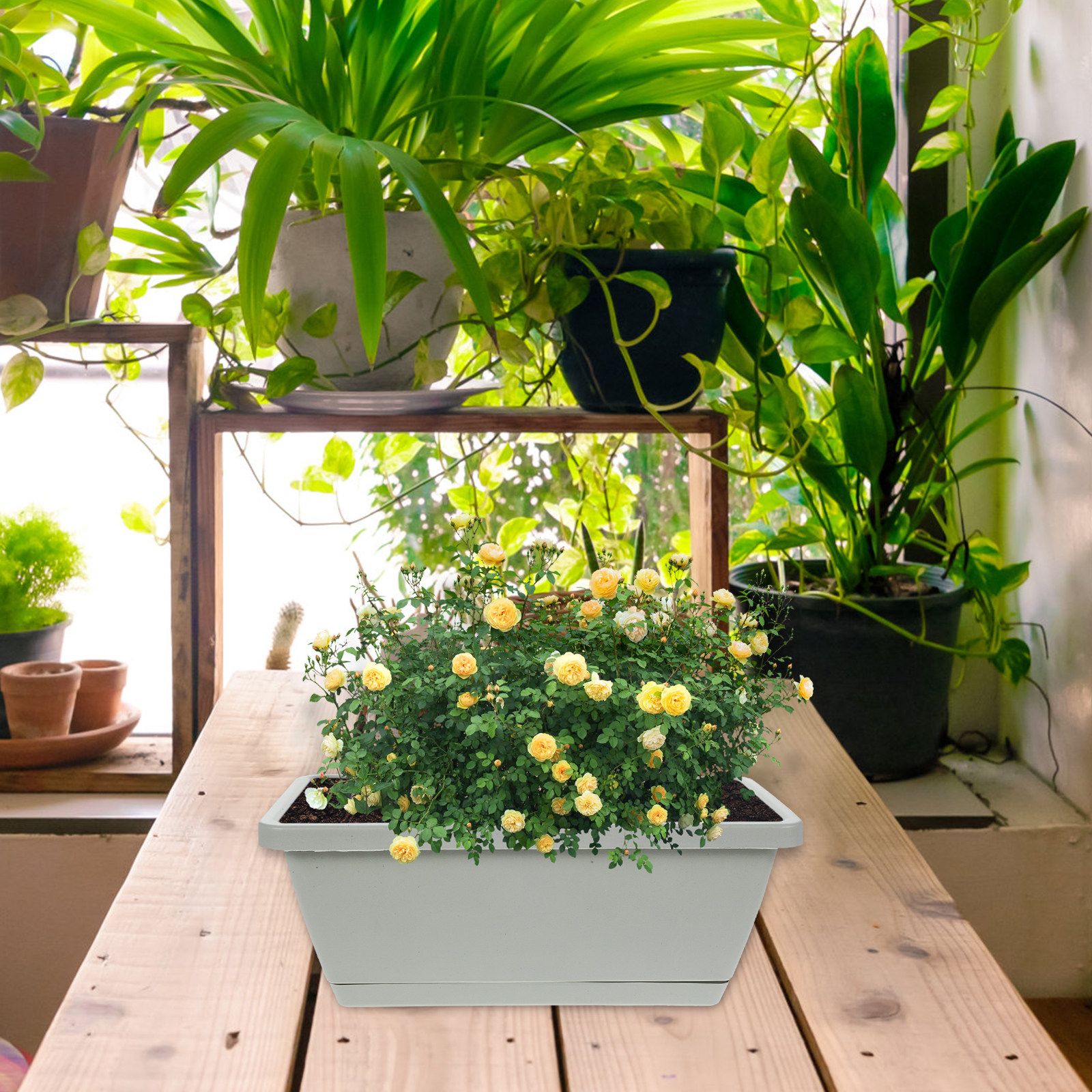 4Pcs Plastic Window Box Plante - đánh giá và giá Succulent Planter Pot