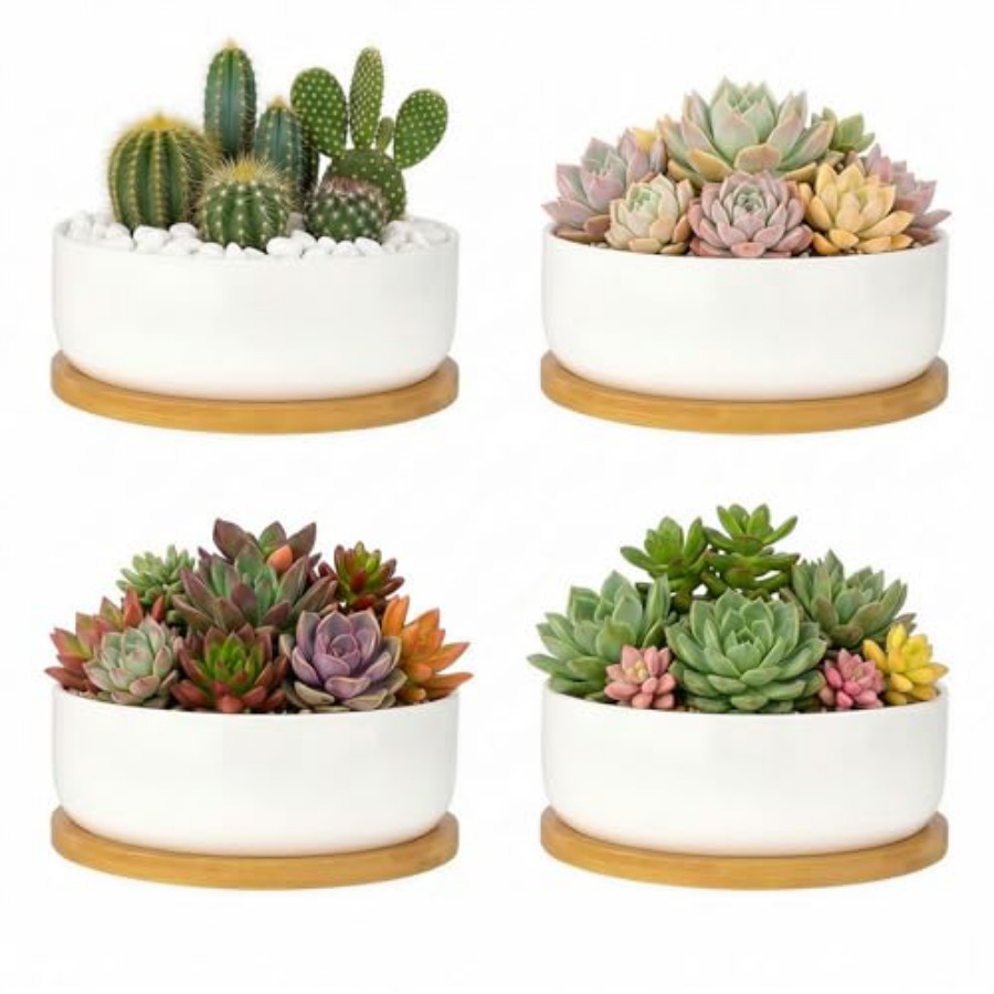 Succulent Pots6 ch Succulent P - đánh giá và giá Succulent Planter Pot